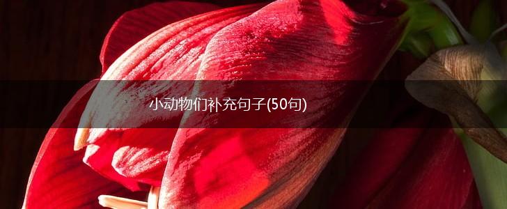 小动物们补充句子(50句),第1张