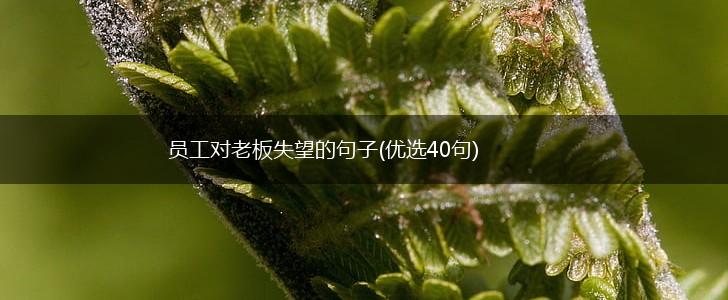 员工对老板失望的句子(优选40句),第1张
