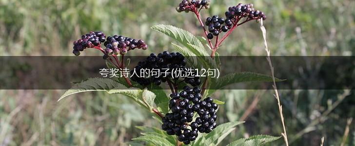 夸奖诗人的句子(优选12句),第1张