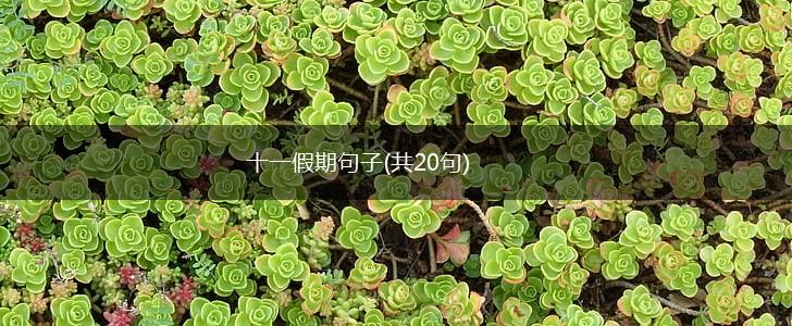 十一假期句子(共20句),第1张