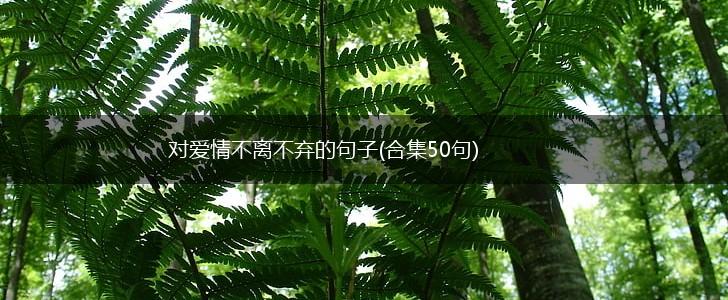 对爱情不离不弃的句子(合集50句),第1张