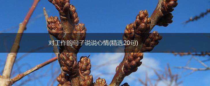 对工作的句子说说心情(精选20句),第1张