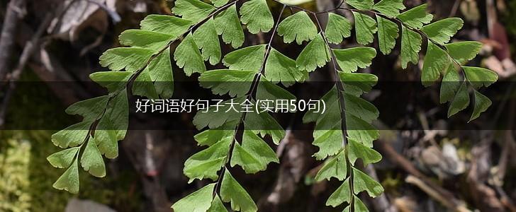 好词语好句子大全(实用50句),第1张