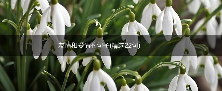 友情和爱情的句子(精选22句),第1张