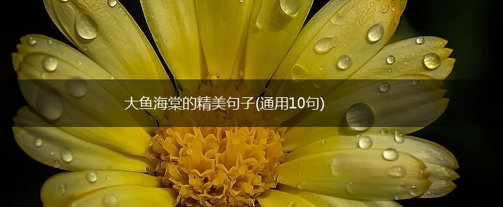 大鱼海棠的精美句子(通用10句),第1张