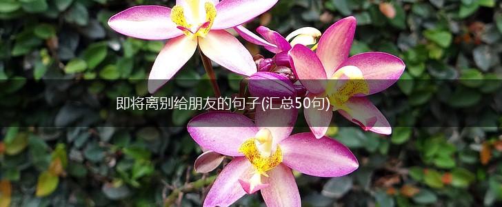 即将离别给朋友的句子(汇总50句),第1张