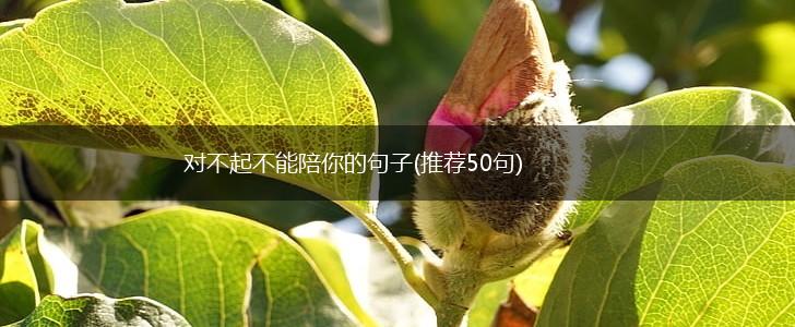 对不起不能陪你的句子(推荐50句),第1张