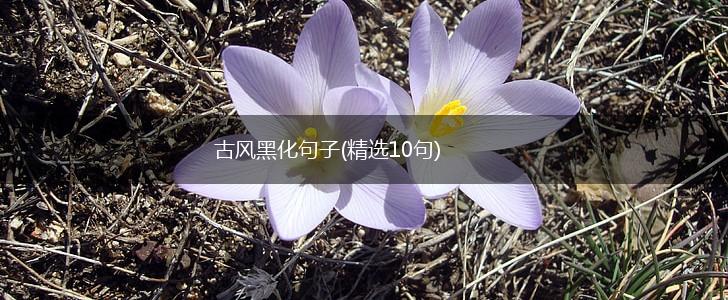 古风黑化句子(精选10句),第1张