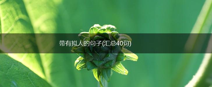 带有拟人的句子(汇总40句),第1张