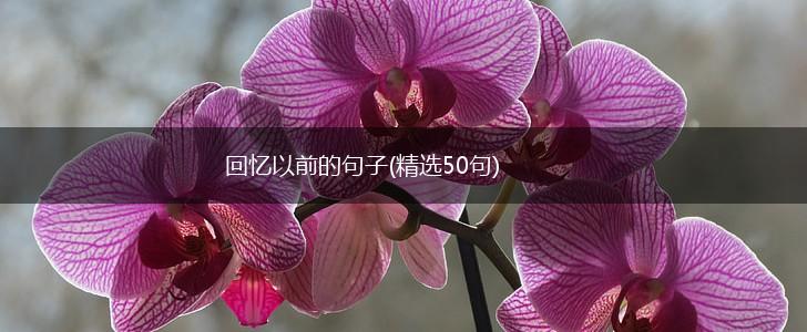 回忆以前的句子(精选50句),第1张