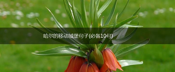 哈尔的移动城堡句子(必备10句),第1张