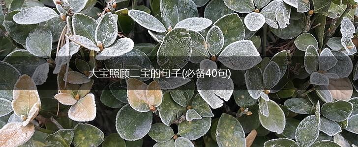 大宝照顾二宝的句子(必备40句),第1张