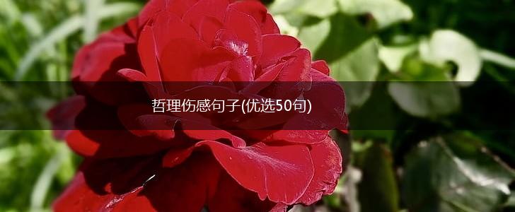 哲理伤感句子(优选50句),第1张