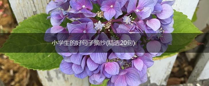 小学生的好句子摘抄(精选20句),第1张