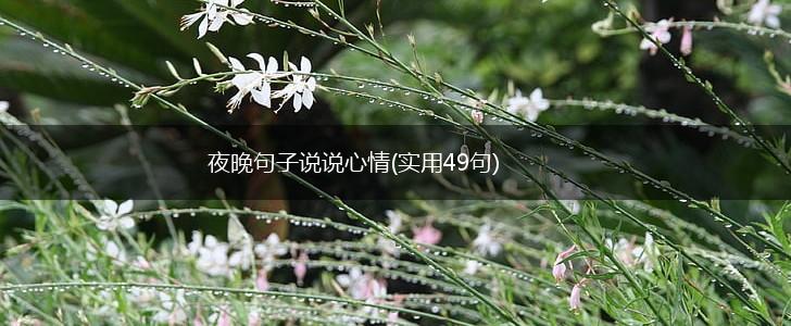 夜晚句子说说心情(实用49句),第1张