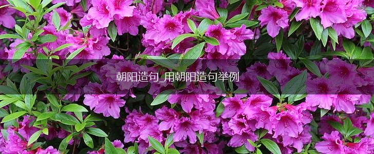 朝阳造句_用朝阳造句举例,第1张
