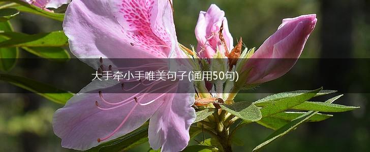 大手牵小手唯美句子(通用50句),第1张