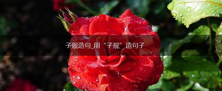 子规造句_用“子规”造句子,第1张