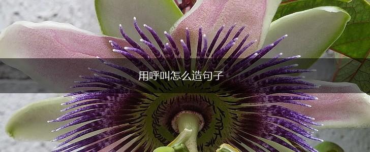 用呼叫怎么造句子,第1张