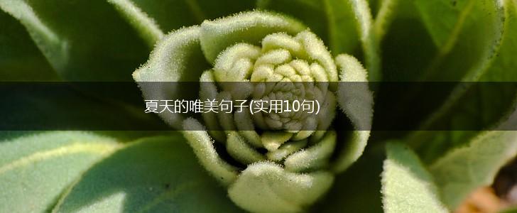 夏天的唯美句子(实用10句),第1张