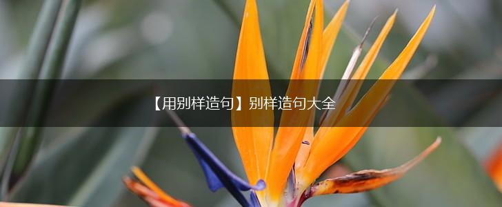 【用别样造句】别样造句大全,第1张