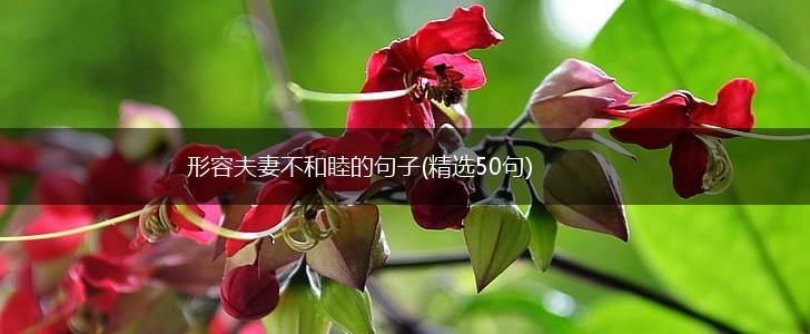 形容夫妻不和睦的句子(精选50句),第1张