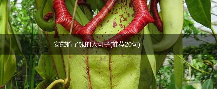 安慰输了钱的人句子(推荐20句),第1张