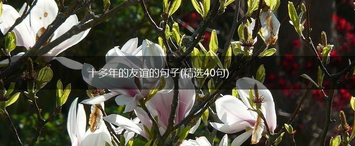 十多年的友谊的句子(精选40句),第1张