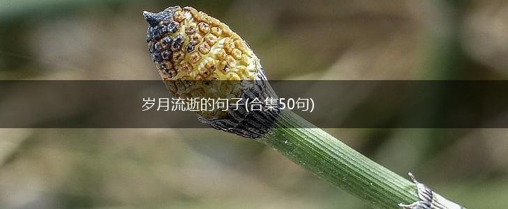 岁月流逝的句子(合集50句),第1张