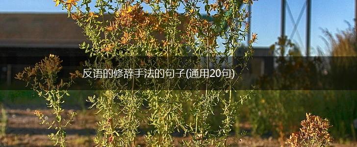 反语的修辞手法的句子(通用20句),第1张