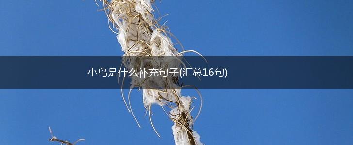 小鸟是什么补充句子(汇总16句),第1张