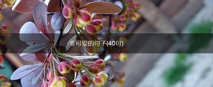 夸可爱的句子(40句),第1张