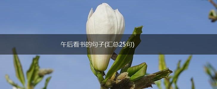 午后看书的句子(汇总25句),第1张