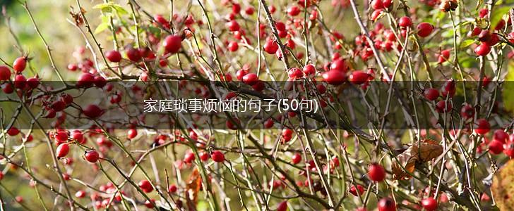 家庭琐事烦恼的句子(50句),第1张