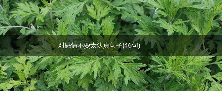 对感情不要太认真句子(46句),第1张