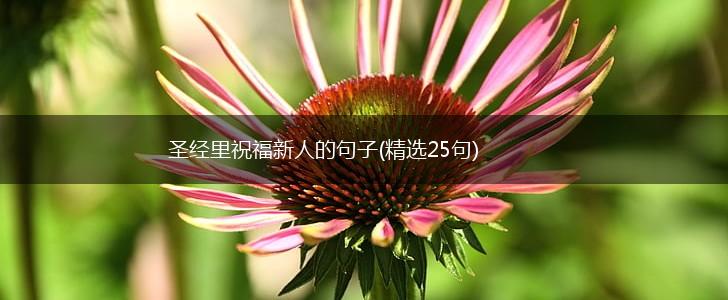 圣经里祝福新人的句子(精选25句),第1张