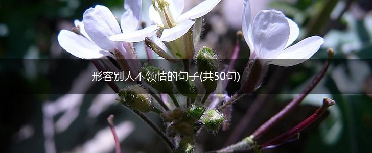 形容别人不领情的句子(共50句),第1张