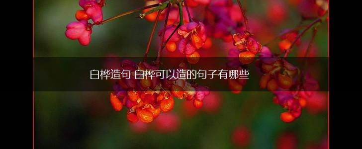 白桦造句 白桦可以造的句子有哪些,第1张