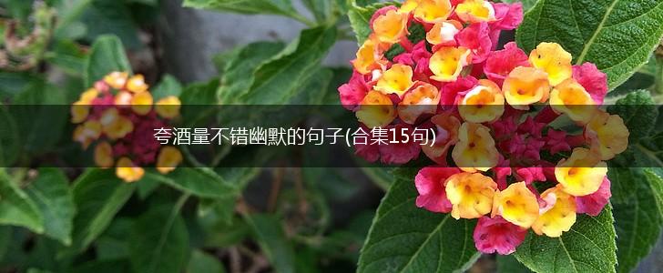 夸酒量不错幽默的句子(合集15句),第1张