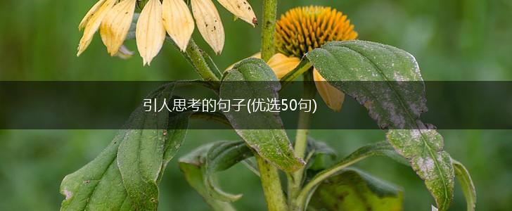 引人思考的句子(优选50句),第1张