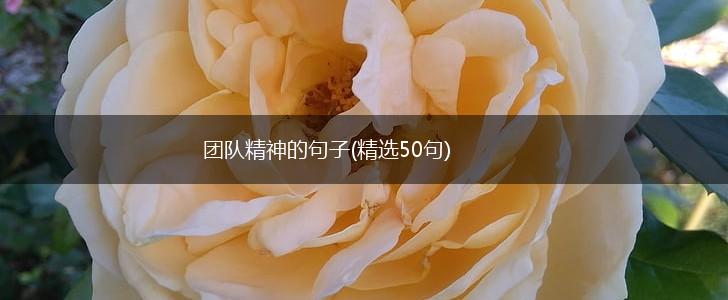 团队精神的句子(精选50句),第1张