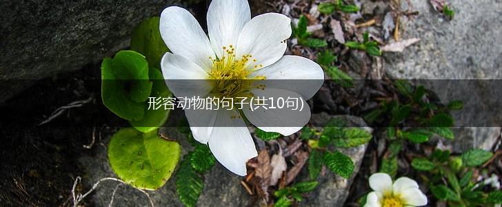 形容动物的句子(共10句),第1张