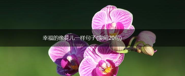 幸福的像花儿一样句子(实用20句),第1张