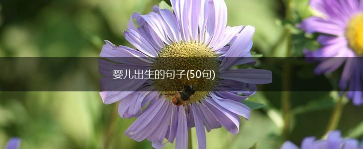 婴儿出生的句子(50句),第1张