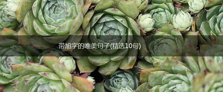带旭字的唯美句子(精选10句),第1张