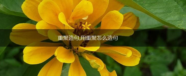 重聚造句,用重聚怎么造句,第1张