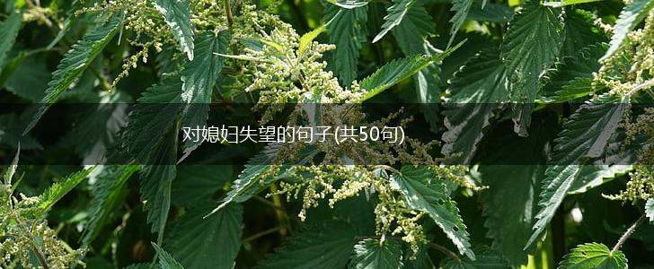 对媳妇失望的句子(共50句),第1张