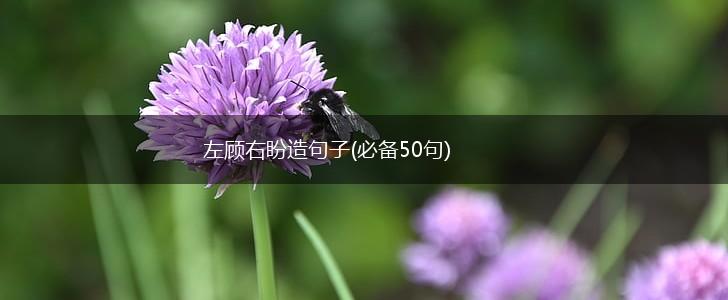 左顾右盼造句子(必备50句),第1张