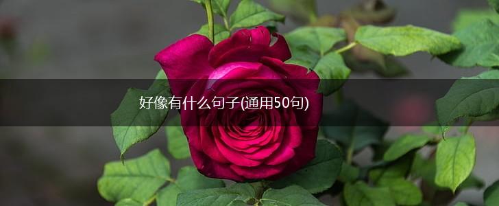 好像有什么句子(通用50句),第1张