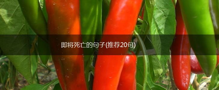 即将死亡的句子(推荐20句),第1张